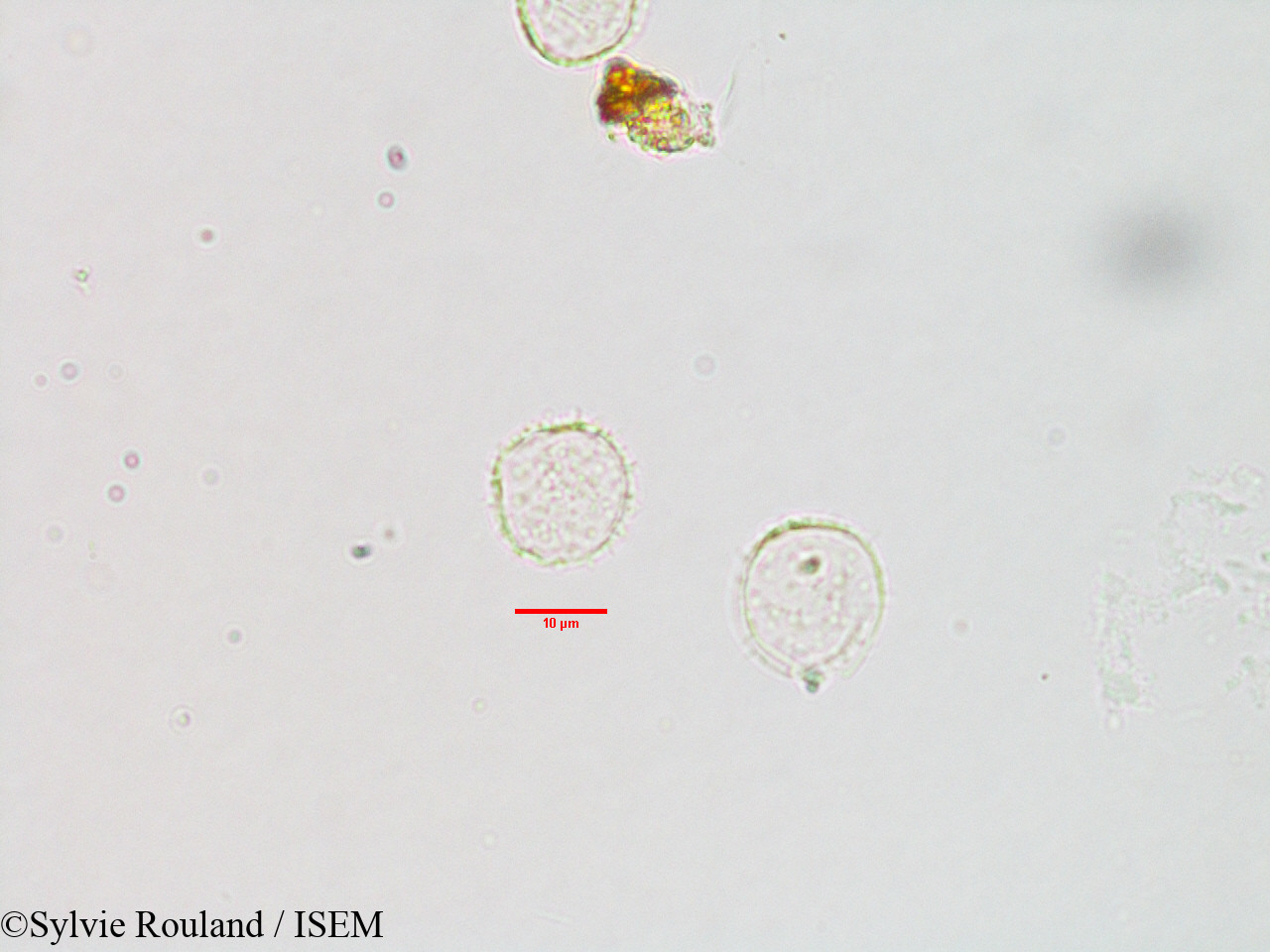 Sylvie.Rouland/Pilea_hypnophila_3113/Pilea_hypnophila_3113_0004(copy).jpg