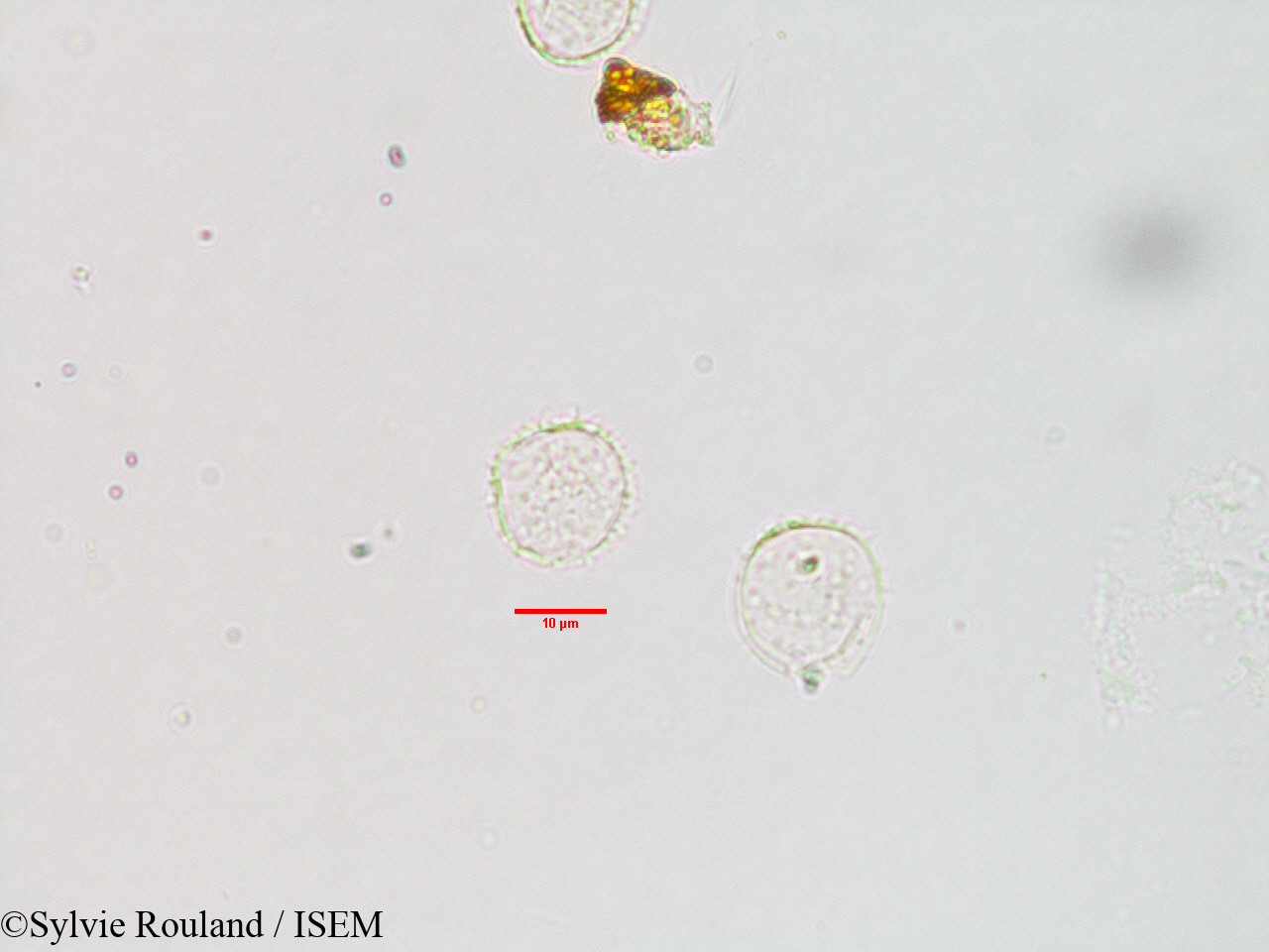 Sylvie.Rouland/Pilea_hypnophila_3113/Pilea_hypnophila_3113_0005(copy).jpg