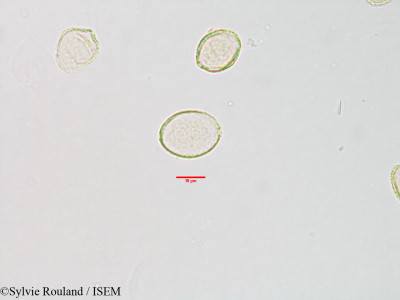 Sylvie.Rouland/Pilea_longifolia_3112/Pilea_longifolia_3112_0001(copy)_thumb.jpg