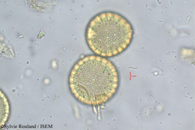 Pimelea sylvestris - lame n° 261