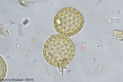Pimelea sylvestris - lame n° 261