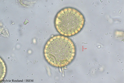 Pimelea sylvestris - lame n° 261