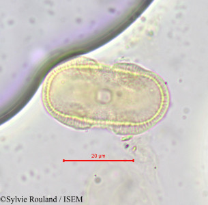 Sylvie.Rouland/Pimpinella_anisum_667/Pimpinella_anisum_667_0001(copy)_thumb.jpg
