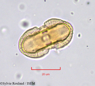 Sylvie.Rouland/Pimpinella_aromatica_774/Pimpinella_aromatica_774_0001(copy)_thumb.jpg