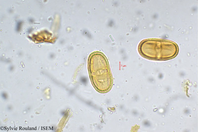 Sylvie.Rouland/Pimpinella_candolleana_5303/Pimpinella_candolleana_5303_0001(copy)_thumb.jpg