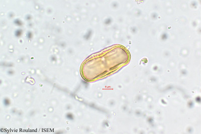 Sylvie.Rouland/Pimpinella_monoica_5782/Pimpinella_monoica_5782_0001(copy)_thumb.jpg