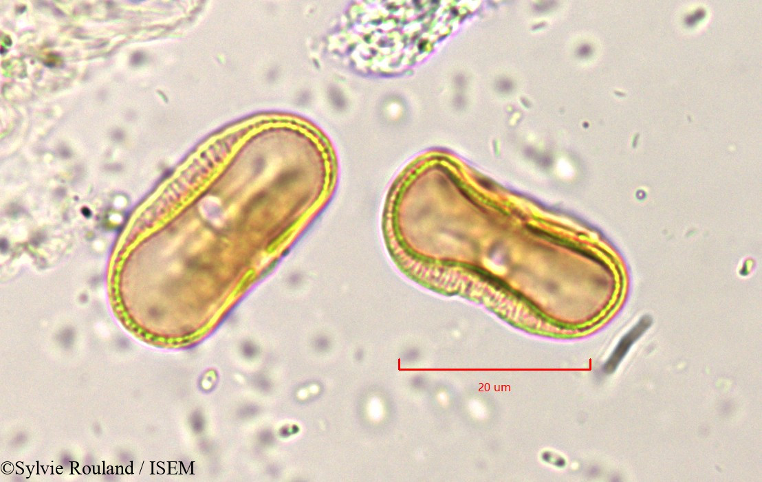 Sylvie.Rouland/Pimpinella_peregrina_819/Pimpinella_peregrina_819_0001(copy).jpg