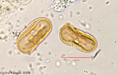 Sylvie.Rouland/Pimpinella_peregrina_819/Pimpinella_peregrina_819_0001(copy)_thumb.jpg