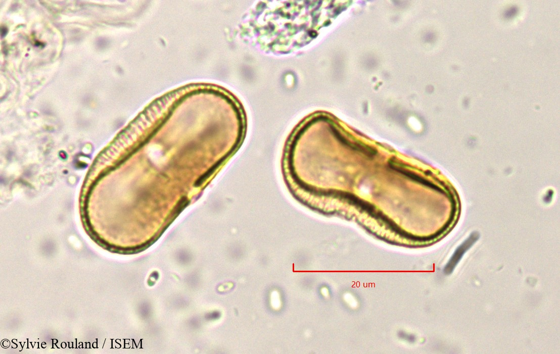 Sylvie.Rouland/Pimpinella_peregrina_819/Pimpinella_peregrina_819_0002(copy).jpg