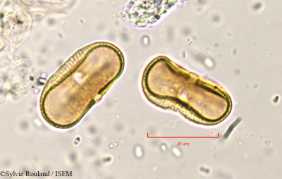 Pimpinella peregrina - lame n° 819