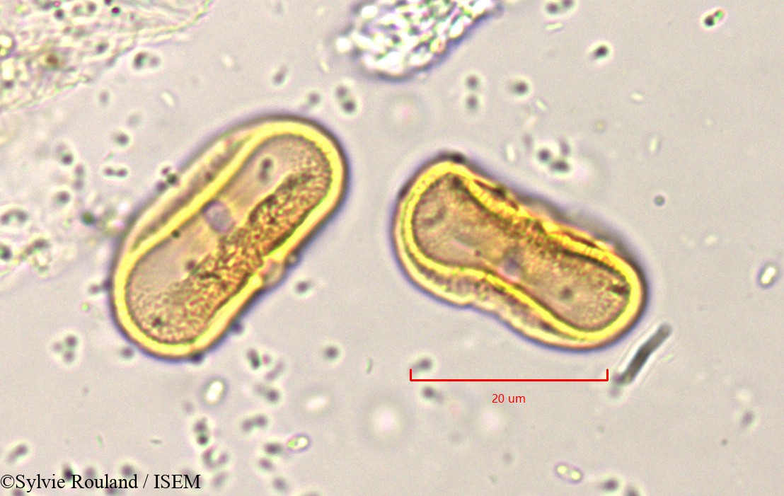 Sylvie.Rouland/Pimpinella_peregrina_819/Pimpinella_peregrina_819_0003(copy).jpg