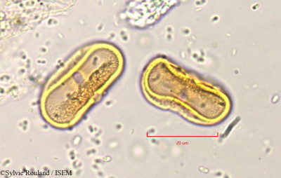 Pimpinella peregrina - lame n° 819