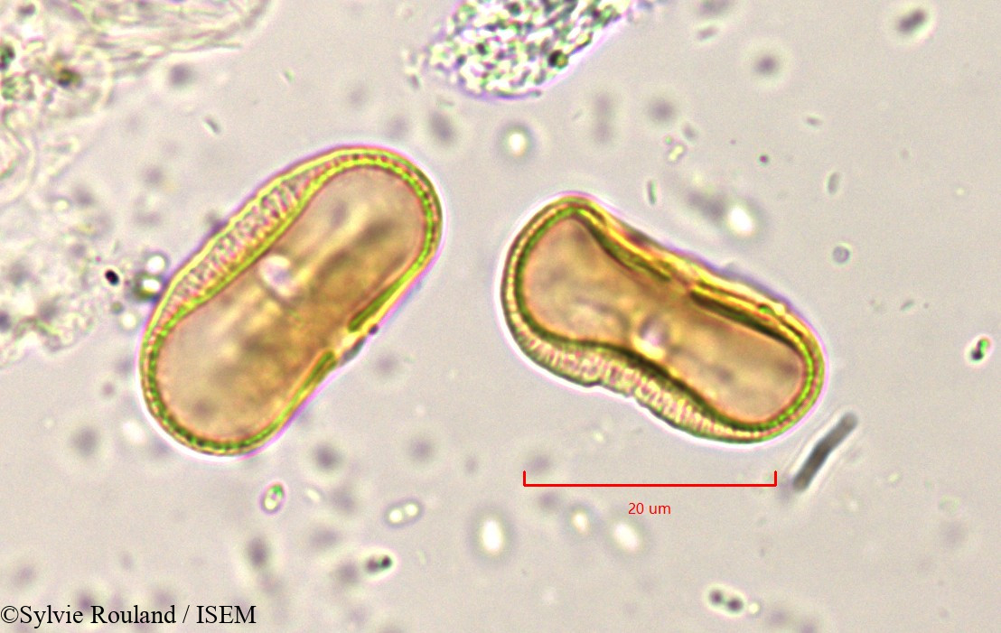 Sylvie.Rouland/Pimpinella_peregrina_819/Pimpinella_peregrina_819_0004(copy).jpg