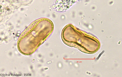 Pimpinella peregrina - lame n° 819