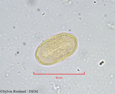 Sylvie.Rouland/Pimpinella_siifolia_883/Pimpinella_siifolia_883_0001(copy)_thumb.jpg