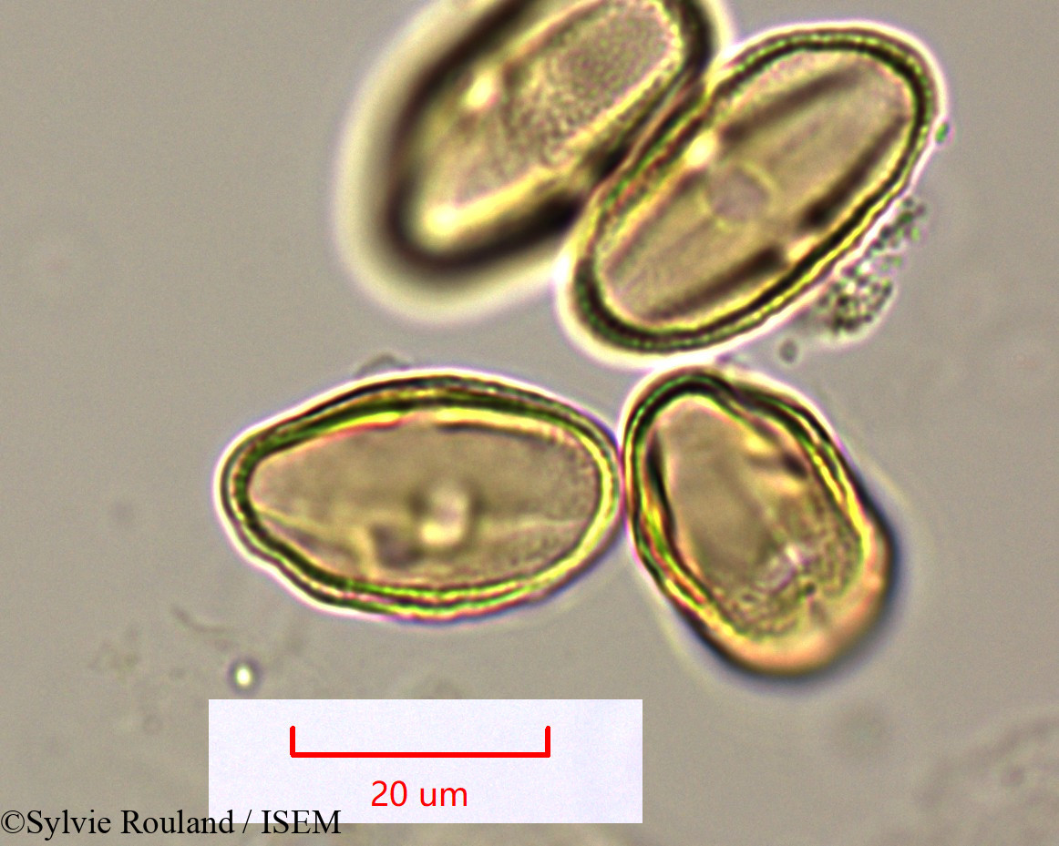Sylvie.Rouland/Pimpinella_tanalensis_1572/Pimpinella_tanalensis_1572_0001(copy).jpg