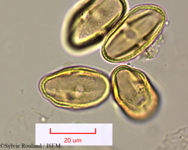 Pimpinella - lame n° 1572