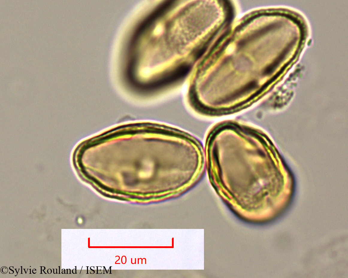 Sylvie.Rouland/Pimpinella_tanalensis_1572/Pimpinella_tanalensis_1572_0003(copy).jpg