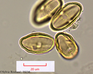 Pimpinella - lame n° 1572