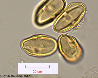 Pimpinella - lame n° 1572