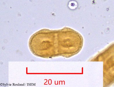 Sylvie.Rouland/Pimpinella_tragium_976/Pimpinella_tragium_976_0001(copy)_thumb.jpg