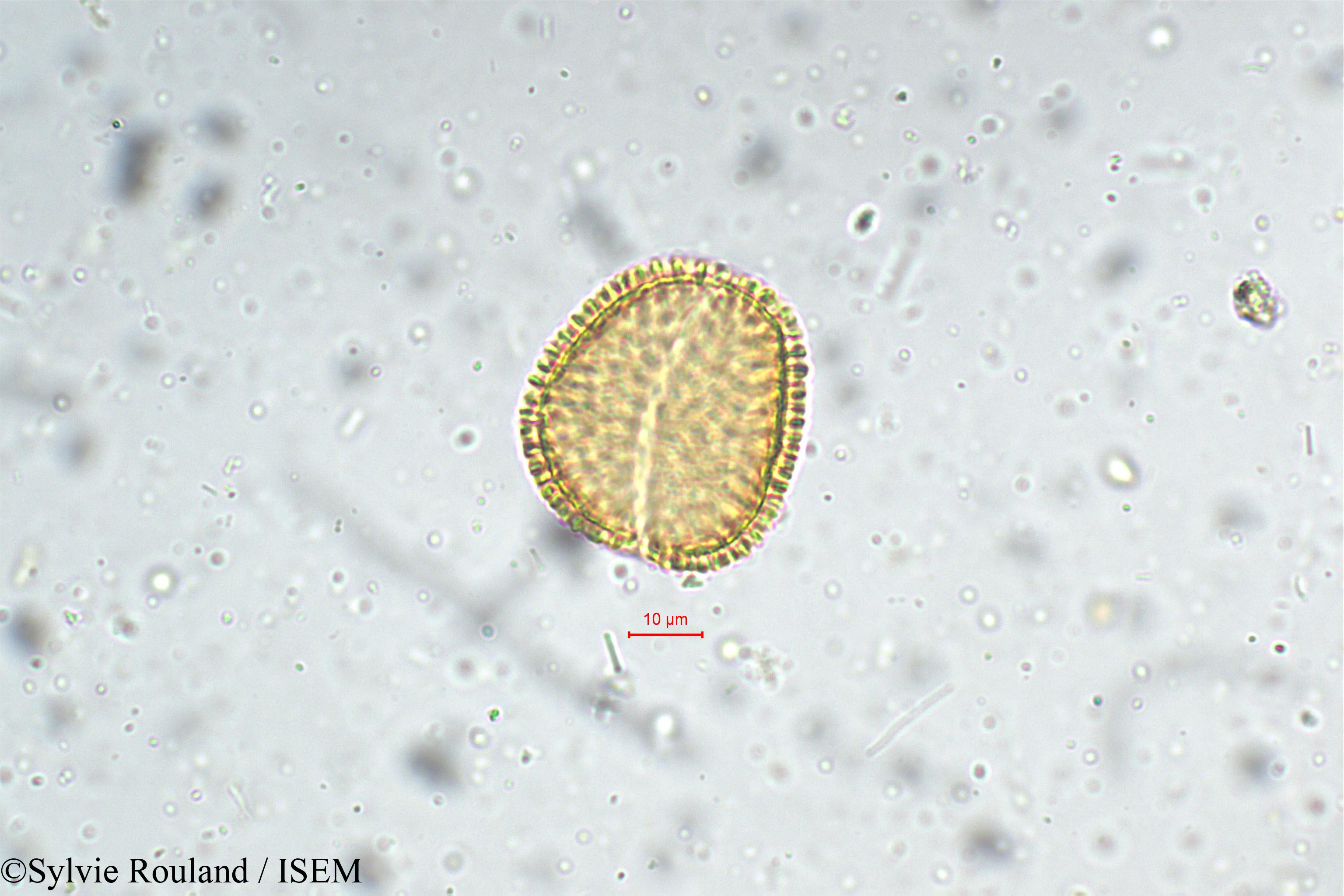 Sylvie.Rouland/Pinanga_dicksonii_5368/Pinanga_dicksonii_5368_0001(copy).jpg