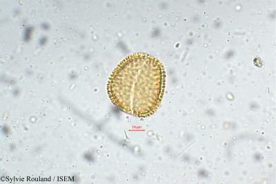 Sylvie.Rouland/Pinanga_dicksonii_5368/Pinanga_dicksonii_5368_0001(copy)_thumb.jpg