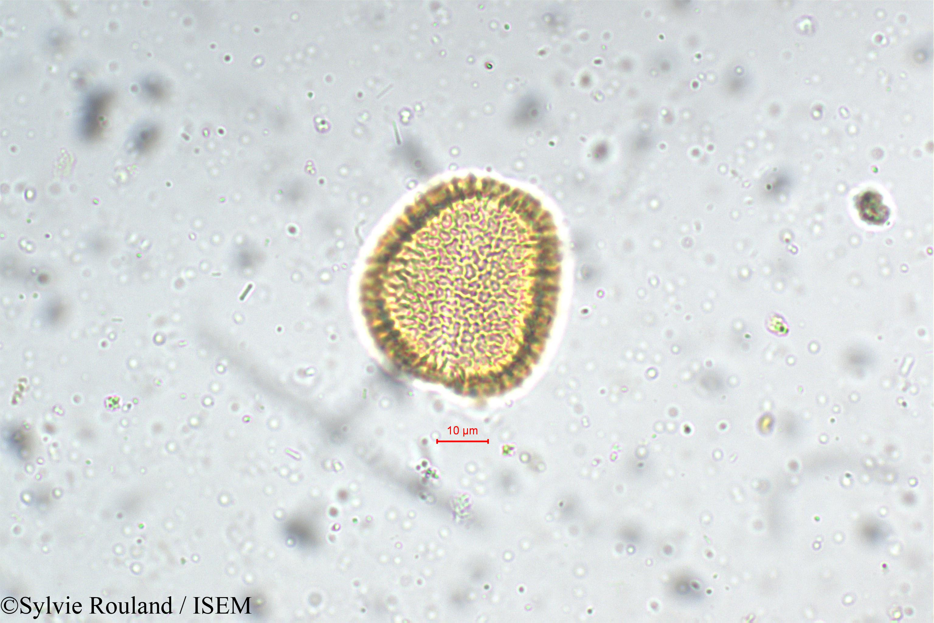 Sylvie.Rouland/Pinanga_dicksonii_5368/Pinanga_dicksonii_5368_0002(copy).jpg