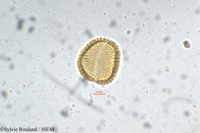 Pinanga dicksonii - lame n° 5368