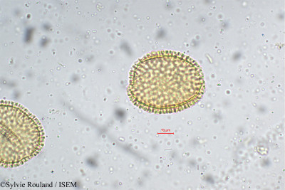 Pinanga dicksonii - lame n° 5368