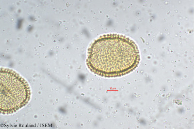 Pinanga dicksonii - lame n° 5368