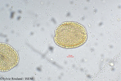 Pinanga dicksonii - lame n° 5368