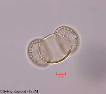 Pinus halepensis - lame n° 47298