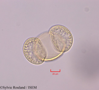 Pinus halepensis - lame n° 47298