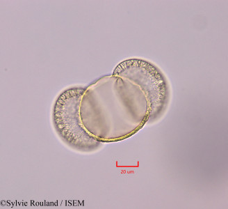 Pinus halepensis - lame n° 47298