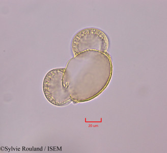 Pinus halepensis - lame n° 47298