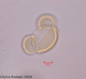 Pinus halepensis - lame n° 47298