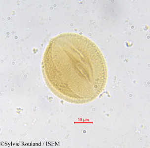 Sylvie.Rouland/Piptadeniastrum_africanum_33182/Piptadeniastrum_africanum_33182_0001(copy)_thumb.jpg