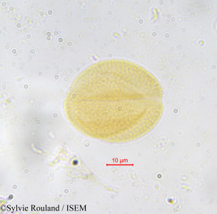 Piptadeniastrum africanum - lame n° 33182