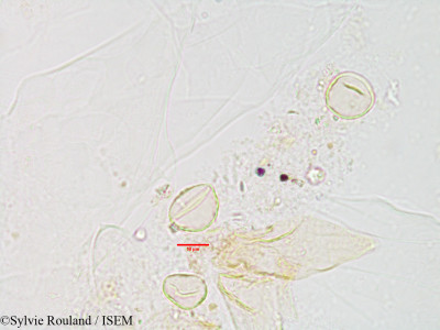 Sylvie.Rouland/Pipturus_argenteus_3126/Pipturus_argenteus_3126_0001(copy)_thumb.jpg
