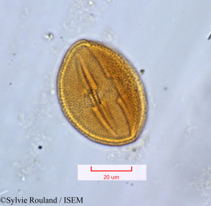 Piriqueta integrifolia - lame n° 1303