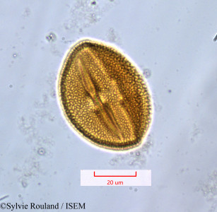 Piriqueta integrifolia - lame n° 1303