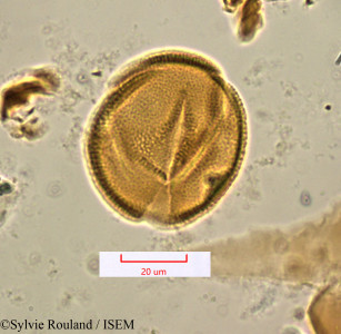 Piriqueta integrifolia - lame n° 1303