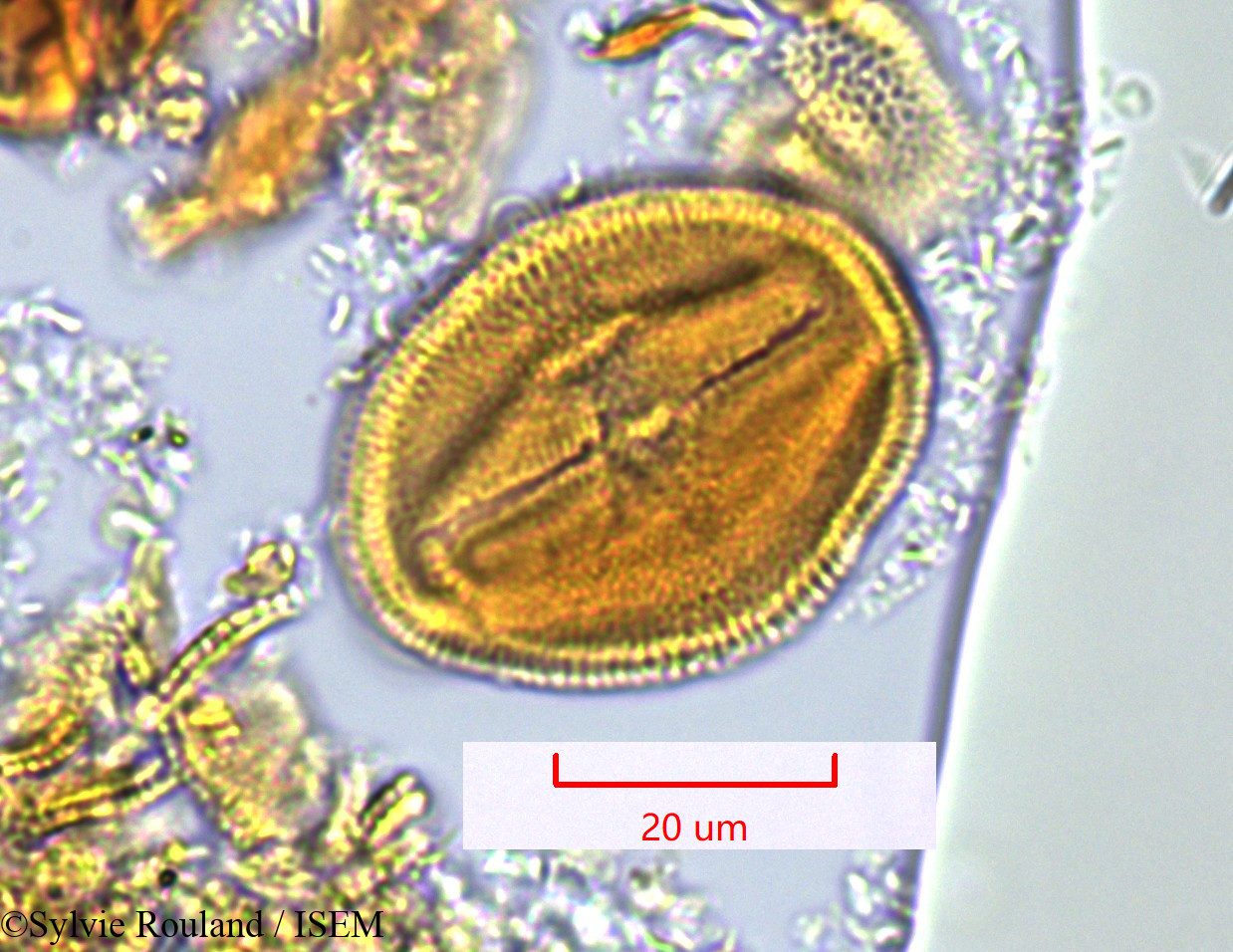 Sylvie.Rouland/Piriqueta_mandrarensis_1304/Piriqueta_mandrarensis_1304_0002(copy).jpg