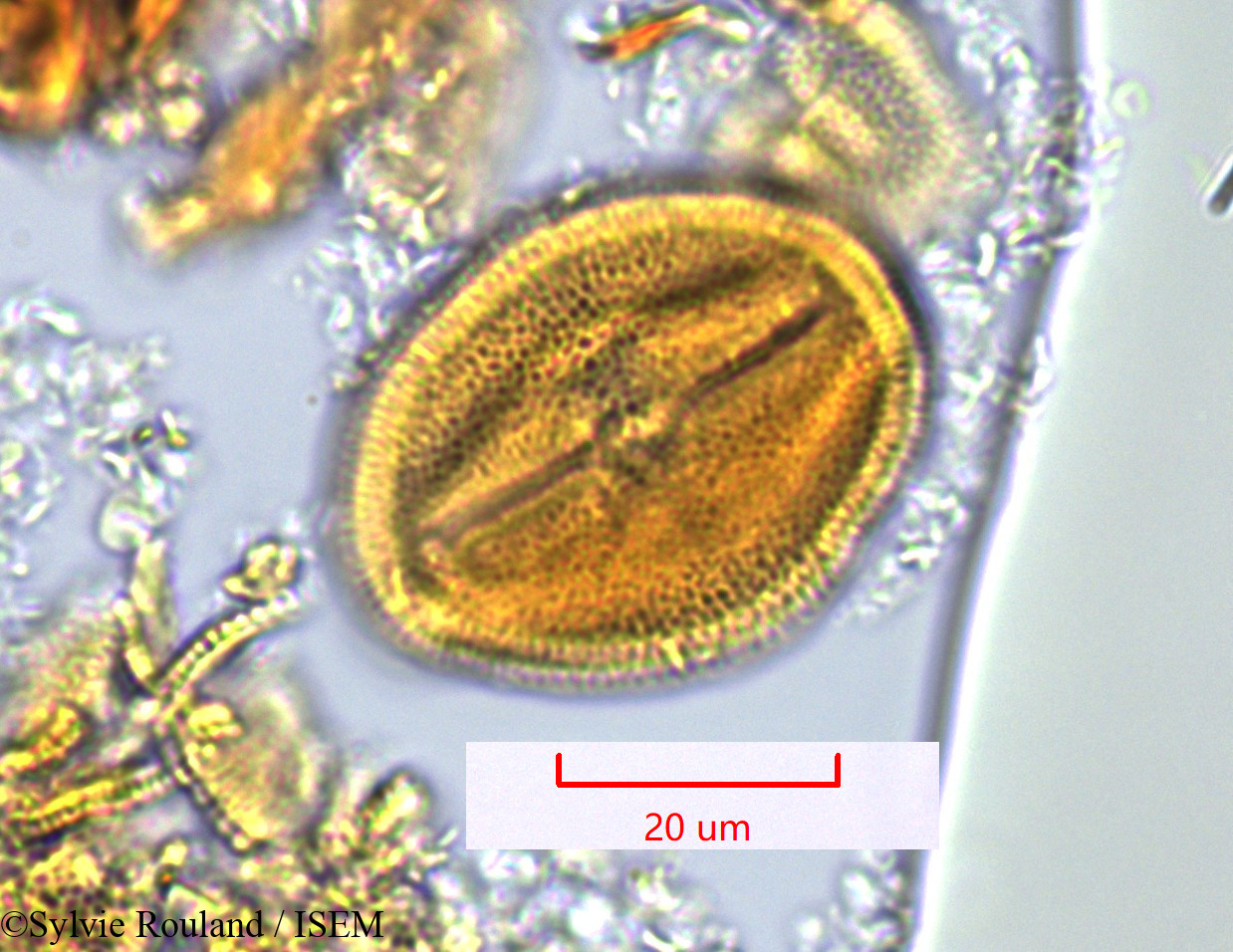 Sylvie.Rouland/Piriqueta_mandrarensis_1304/Piriqueta_mandrarensis_1304_0003(copy).jpg