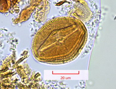 Piriqueta mandrarensis - lame n° 1304