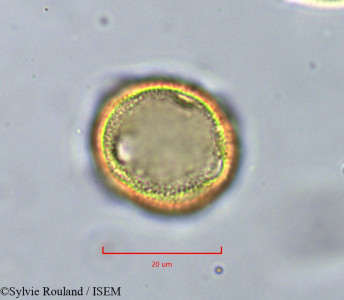 Pistacia lentiscus - lame n° 11349