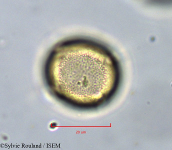 Pistacia lentiscus - lame n° 11349