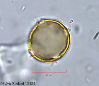 Pistacia lentiscus - lame n° 11349