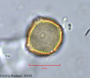 Pistacia lentiscus - lame n° 11349